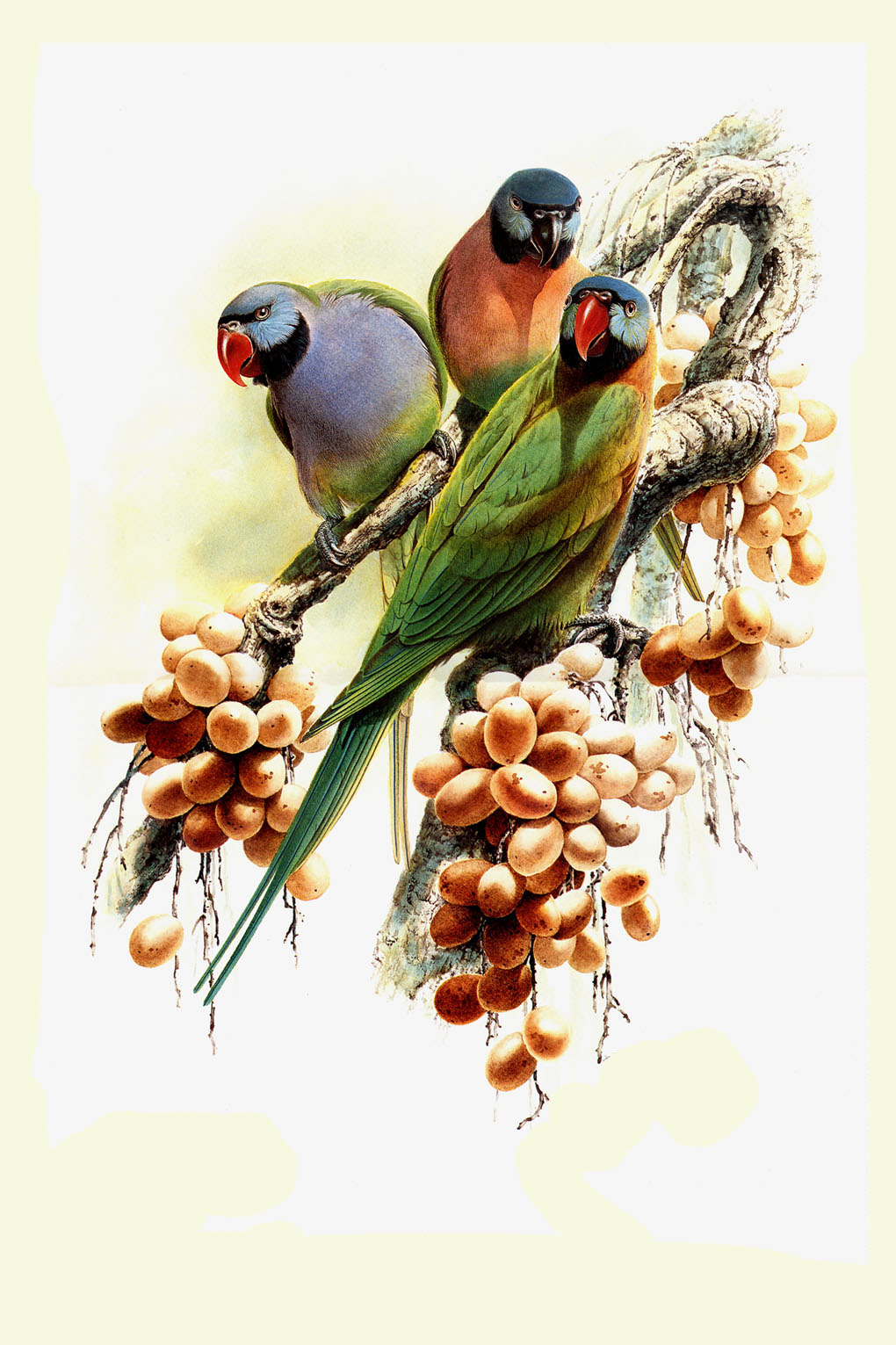 Birds art 0007 jpeg Birds art 0007 jpeg